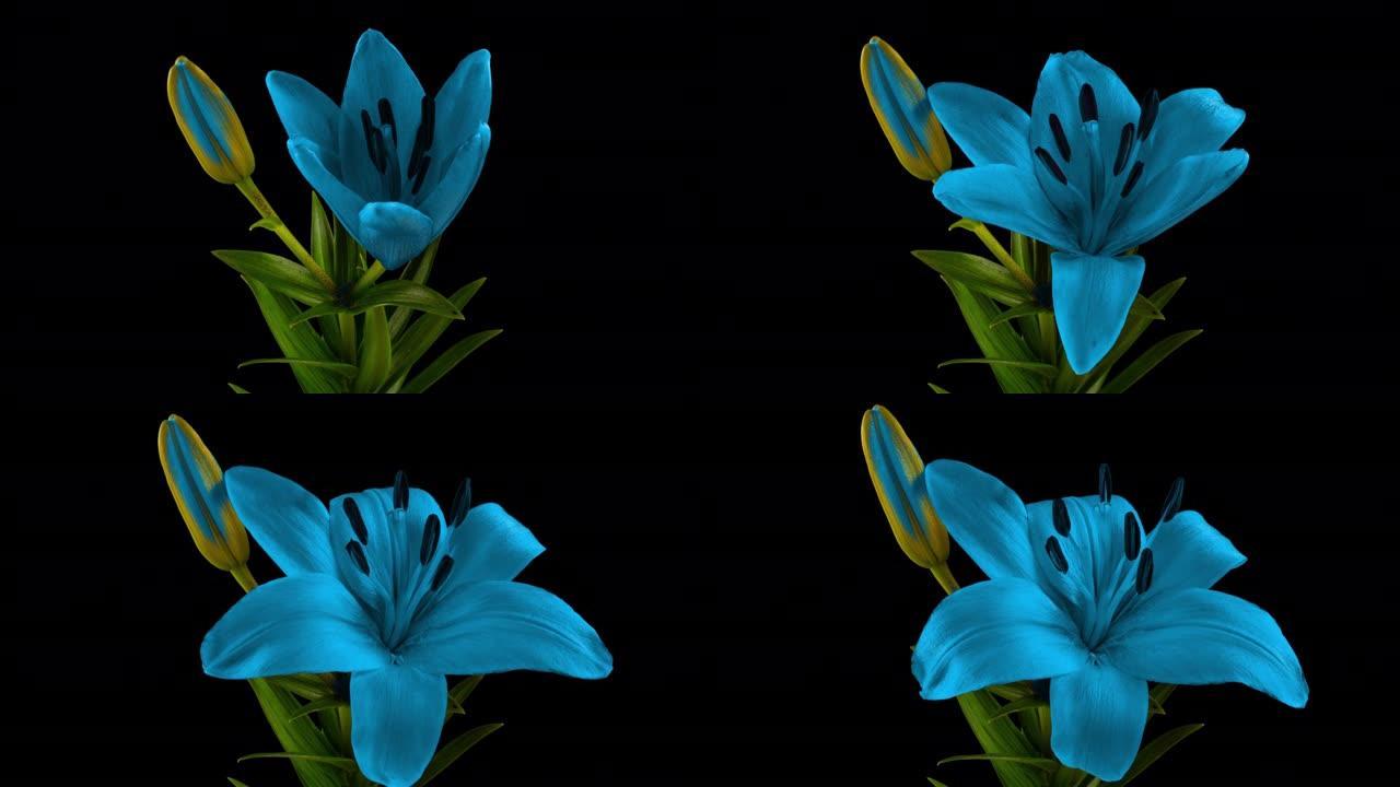 蓝色百合花盛开，打开它的花朵。史诗般的时间流逝。美妙的自然。未来世界