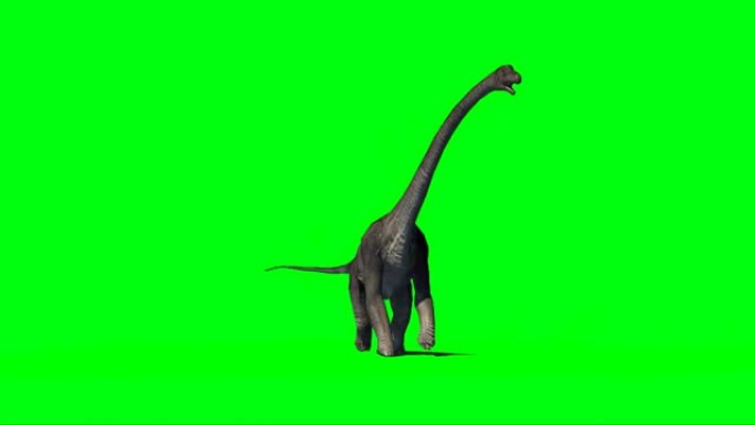 在绿色屏幕上行走的腕龙恐龙