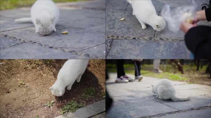 公园流浪猫