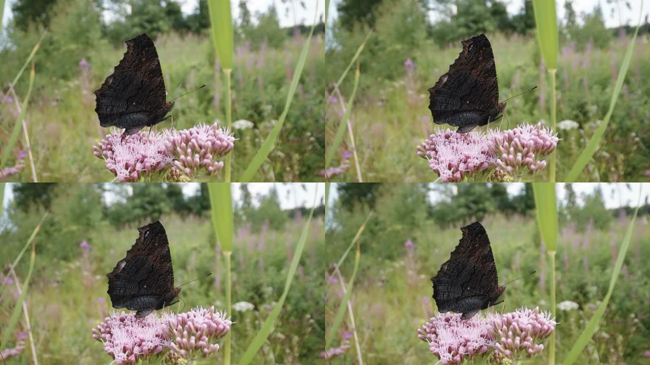 孔雀蝶在爱沙尼亚获得了一些花粉