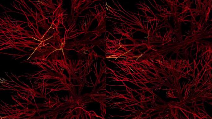 时尚抽象动画。像神经或树枝一样的深红色网络在无缝循环中旋转。4k视频