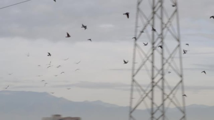 慢动作在加利福尼亚的天空中飞行的鸽子群