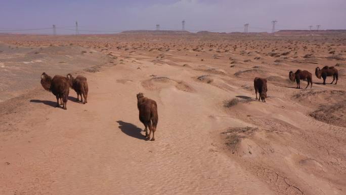 航拍初春西北荒漠骆驼合集