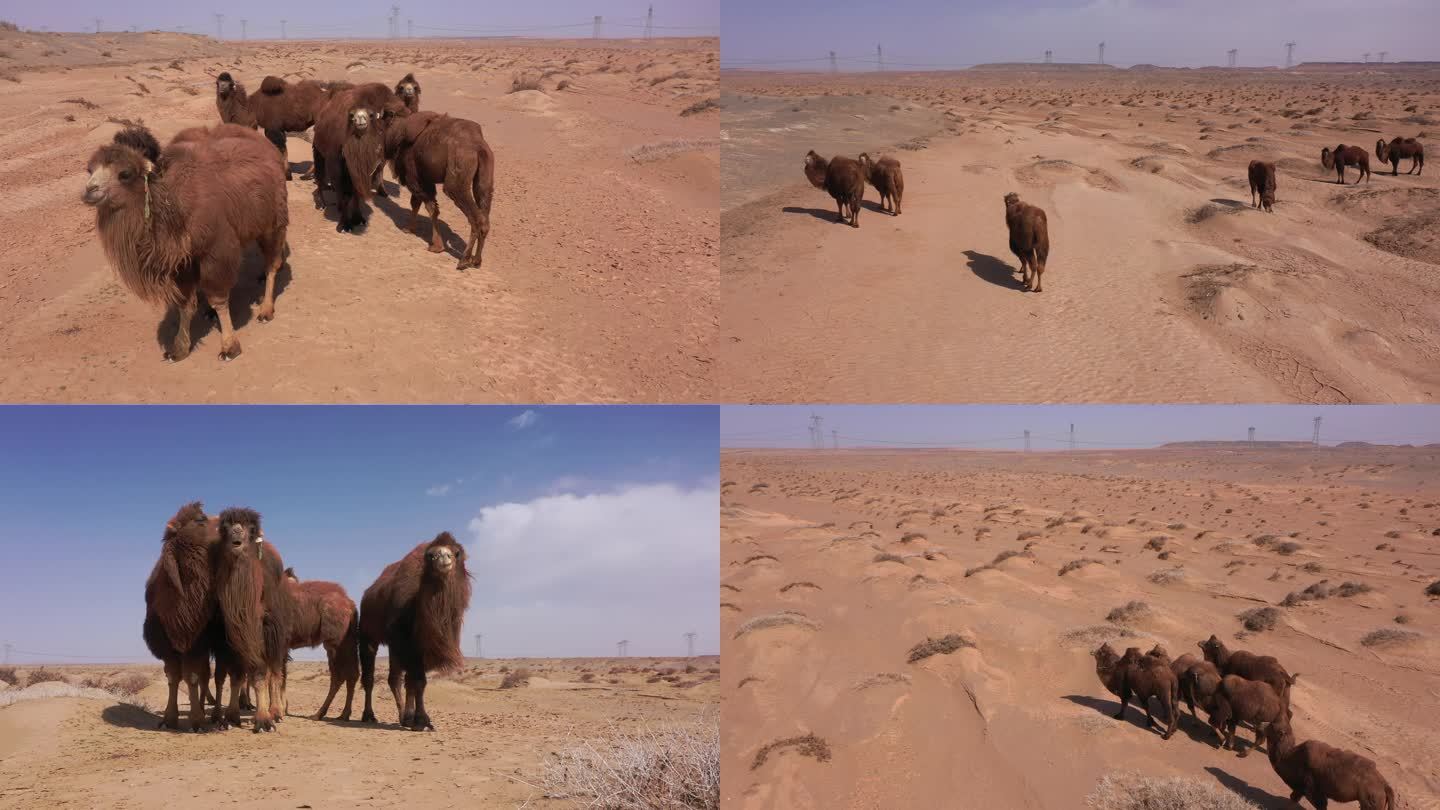 航拍初春西北荒漠骆驼合集