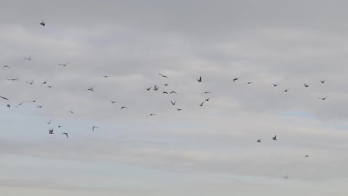 慢动作飞行的鸽子群