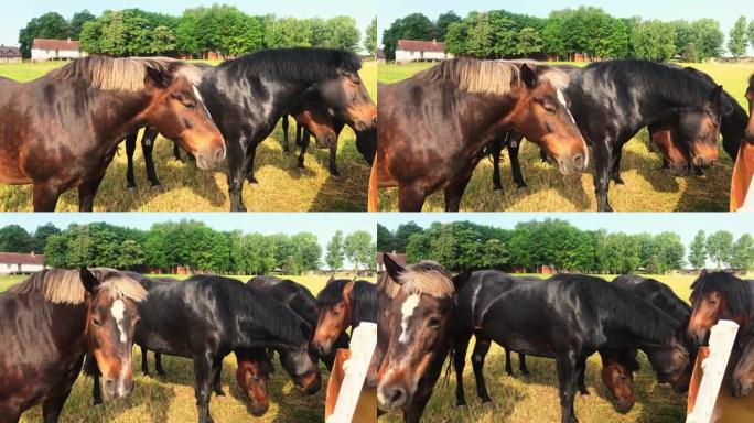在立陶宛纳西艾的 “泽马图凯种马场” 关闭稀有马匹。欧洲著名的老马品种在立陶宛十字军战争六八世纪