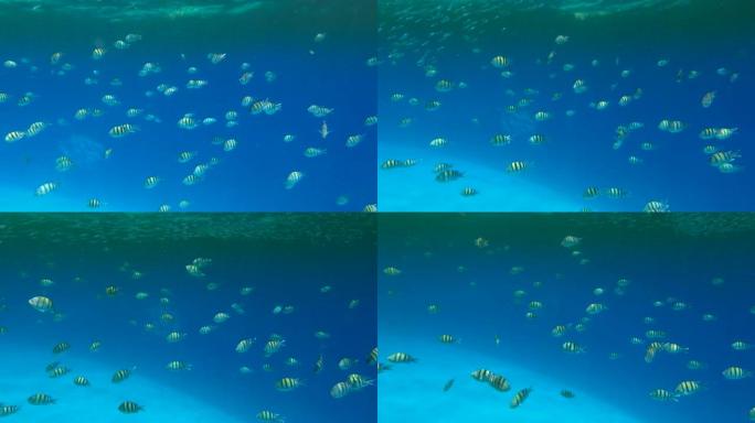 各种物种的热带鱼在富含浮游生物的地表水下觅食。视觉上可分辨的浮游生物丰富的水层 (罕见现象)