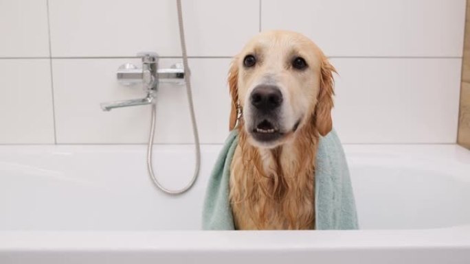 毛巾下的湿金毛猎犬狗