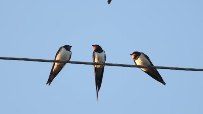 三个谷仓燕子在电线上唱歌