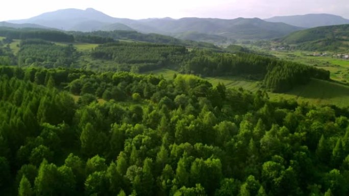 松树森林的鸟瞰图青山环境舒适植被