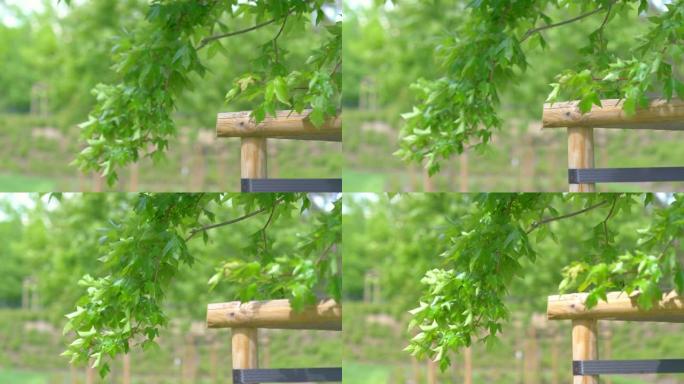 4k慢动作60fps的绿色嫩叶