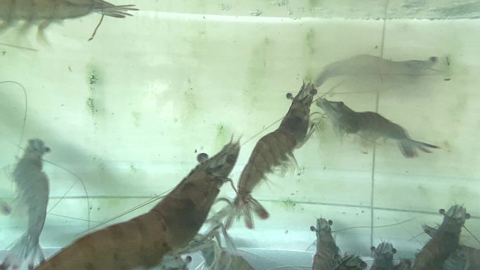 鱼缸里游动的海虾 明虾