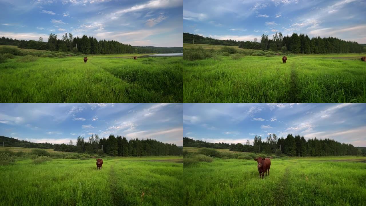 在田野的草地上放牧的牛，吃草的牛