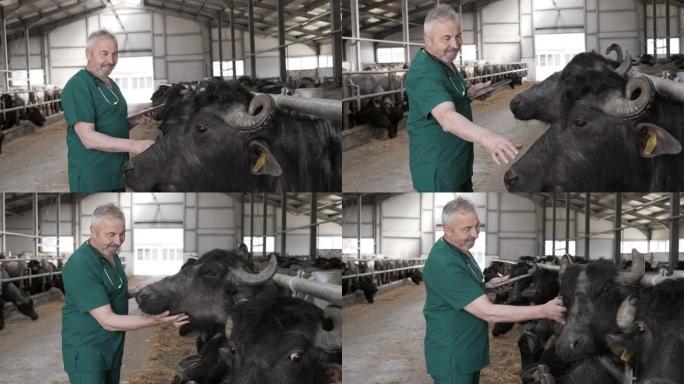 兽医检查农场里的动物。
