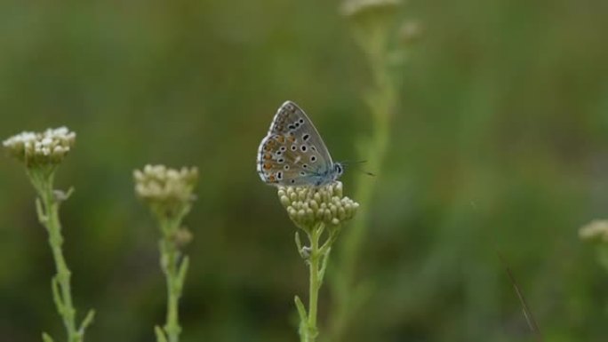蓝蝴蝶灰蝶在野花上特写。