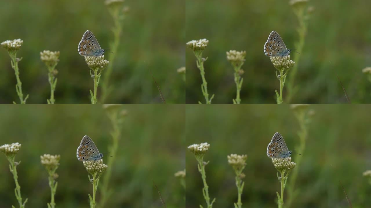 蓝蝴蝶灰蝶在野花上特写。