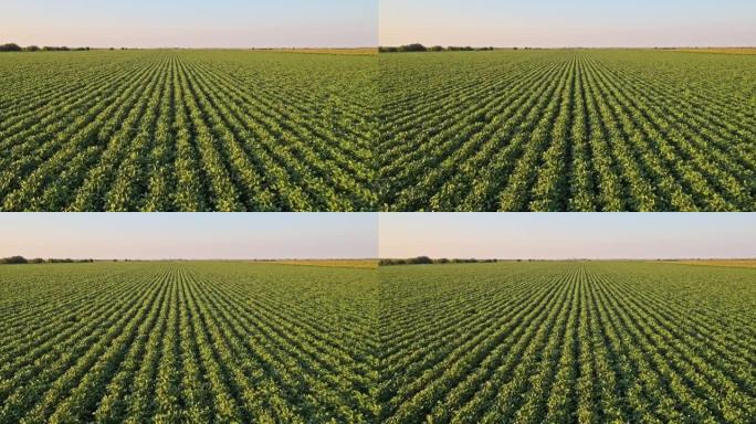 用绿色大豆农作物对农场进行空中无人机低空拍摄