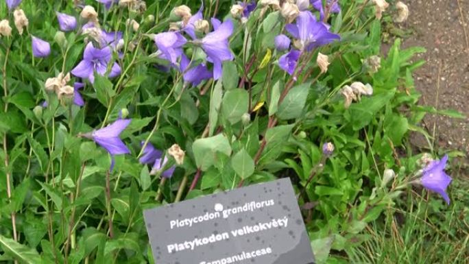鲜花蓝铃，风铃草，安帕努拉，特写。花园里开花的蓝色桔梗。药用草药