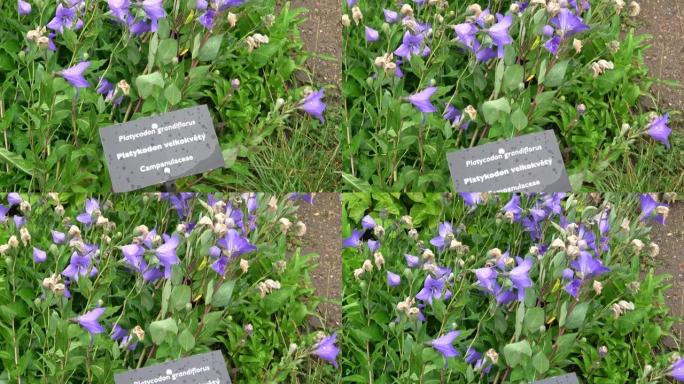 鲜花蓝铃，风铃草，安帕努拉，特写。花园里开花的蓝色桔梗。药用草药