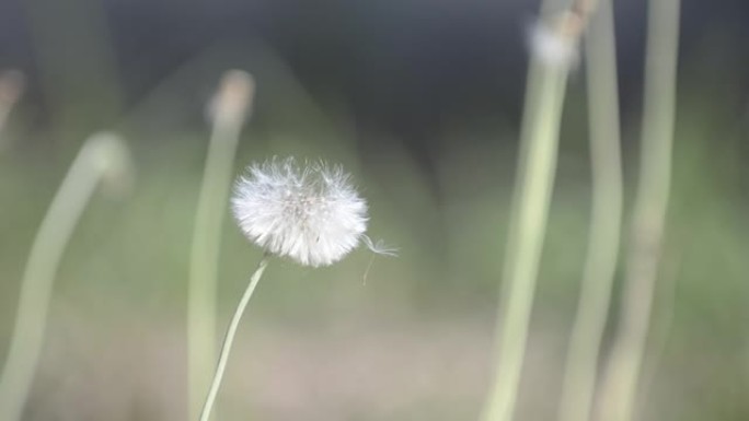 脆弱的白色蒲公英花被春风摇曳。蓬松的白色种子飞走的美丽照片。花花被卷走了。