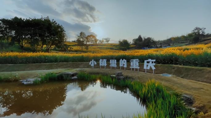 夕阳下的油菜花田小镇里的重庆