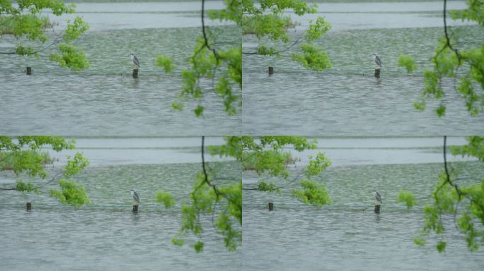 春天杭州乌龟潭阴雨天植物绿色自然