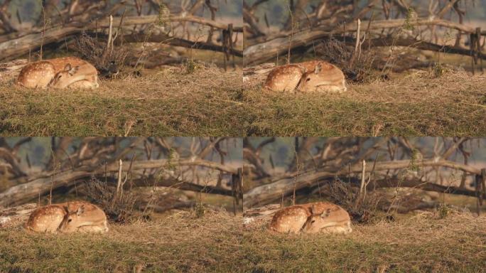 在印度中部森林的金色小时光中，雌性斑点鹿或Chital或Cheetal或axis轴的完整镜头，周围有