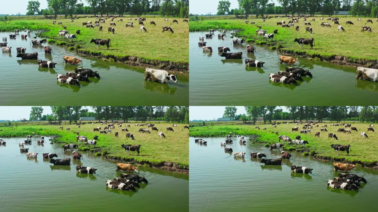 牛动物场河绿草牛奶农业树路
