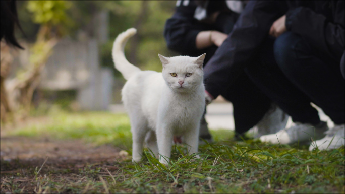 关爱流浪猫