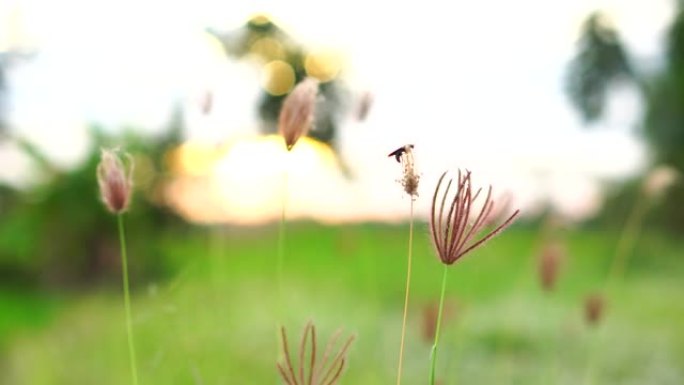 慢动作:夕阳下，风吹着小草的花，在大自然中是美丽的