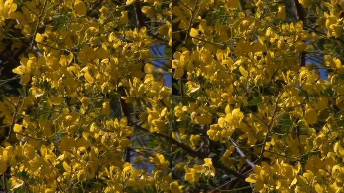 选择性地关注西伯利亚豌豆树 (锦鸡儿树) 的开花分支，以对抗模糊的分支。