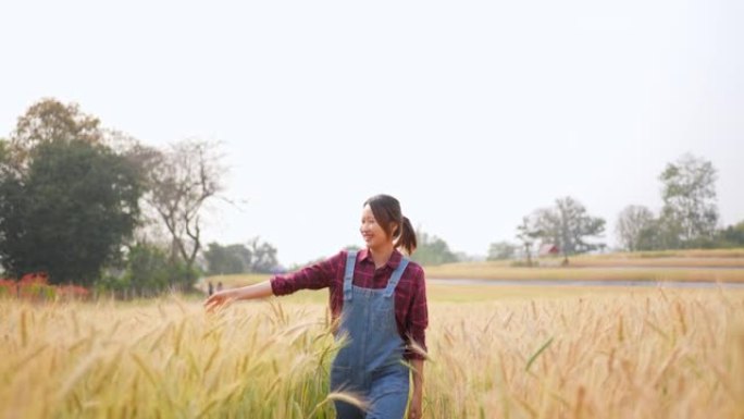 4k亚洲妇女用手触摸和抚摸小麦植物在麦田行走