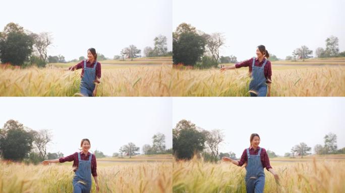 4k亚洲妇女用手触摸和抚摸小麦植物在麦田行走