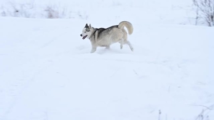 沙哑的树林里在雪地里奔跑，狗的慢动作，冬天在树林里散步。