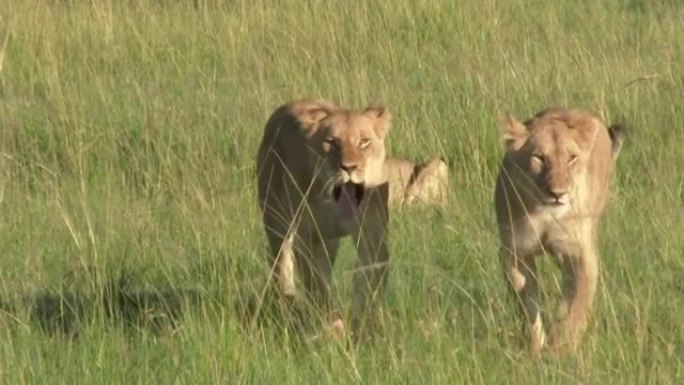 非洲狮子雌性走向相机