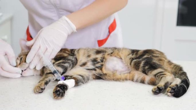 在一家兽医诊所，两名年轻的高加索女兽医准备一只猫在检查台上做手术。兽医给你注射麻醉。宠物护理。专业治