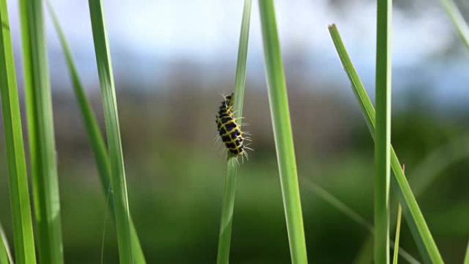 毛毛虫或蠕虫在黑色和黄色的猫草柱上移动的选择性焦点。