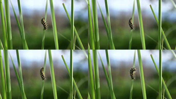 毛毛虫或蠕虫在黑色和黄色的猫草柱上移动的选择性焦点。