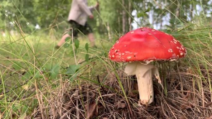 不可食用的有毒蘑菇是树附近的红色木耳。