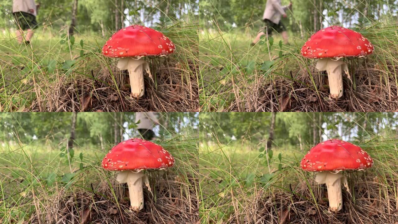 不可食用的有毒蘑菇是树附近的红色木耳。