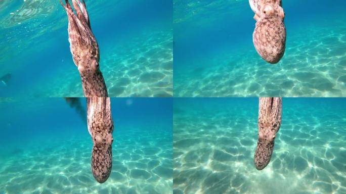野生章鱼张开双臂水下观察这种生物在地中海试图保护自己游泳。海上一只章鱼