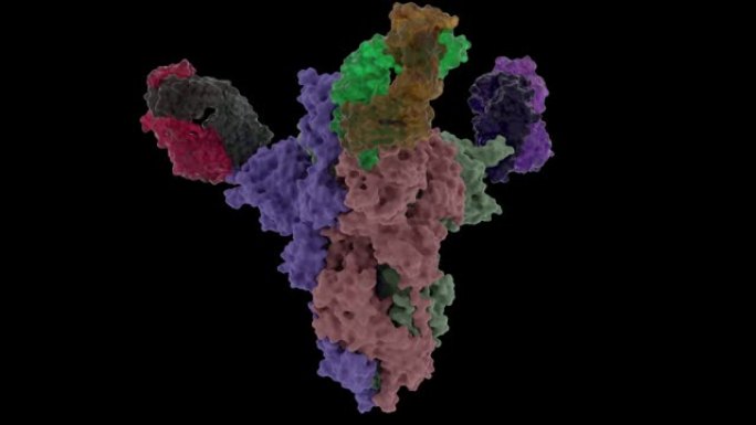 中和抗体4A8结合Sars-COV-2 Spikeprotein