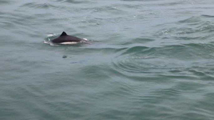 大西洋白边海豚