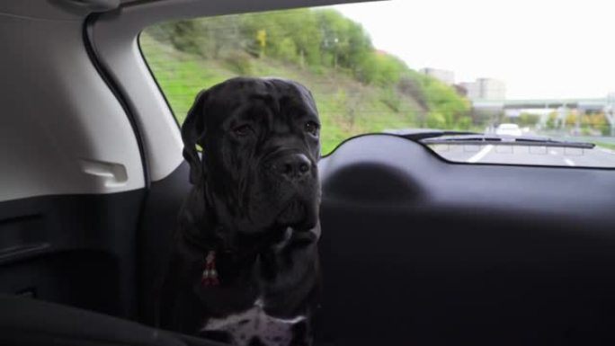 Dog Cane Corso junior宠物坐在汽车后部，与主人一起旅行。