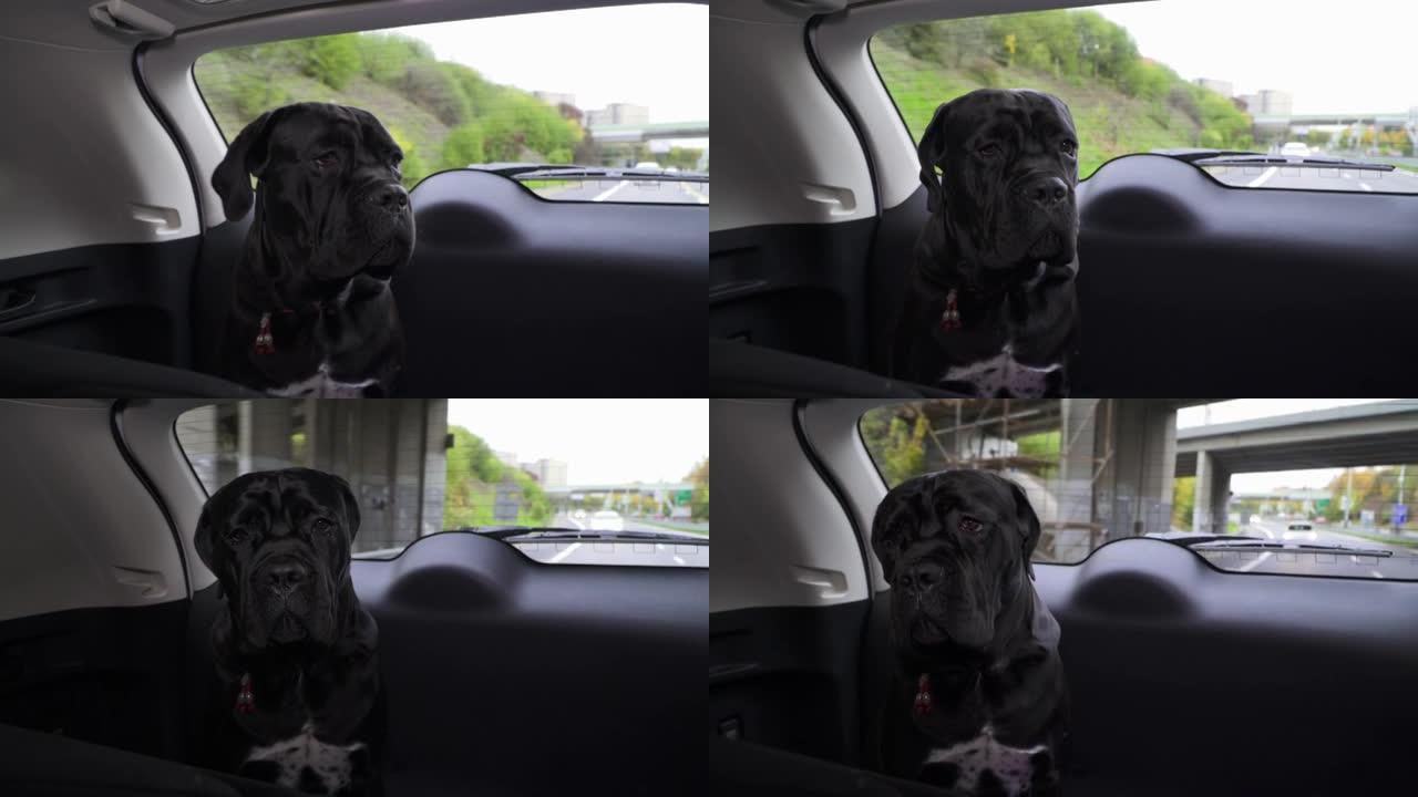 Dog Cane Corso junior宠物坐在汽车后部，与主人一起旅行。