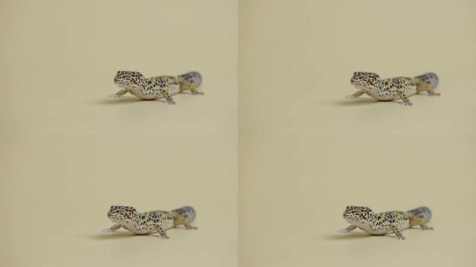 豹纹壁虎标准形式，米色背景上的Eublepharis macularius。动物的工作室拍摄。在可触