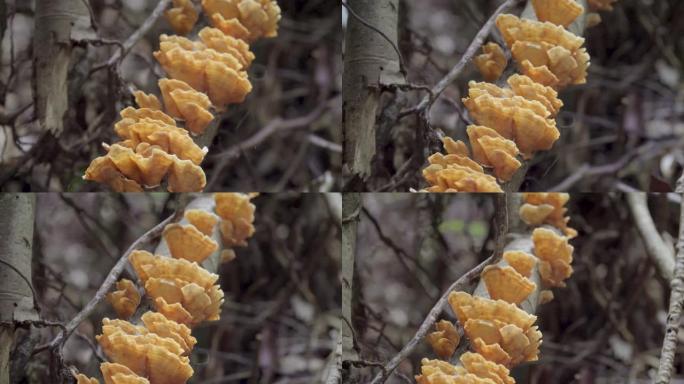 雨林中的棕色蘑菇。在浮木上生长的野生蘑菇。真菌-火种真菌家族在丛林中倒下的树干上生长。