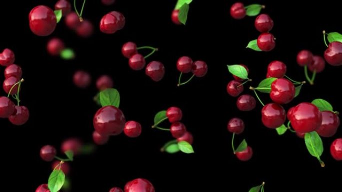 红色樱桃慢慢落在透明的背景上。具有景深的循环4k动画。