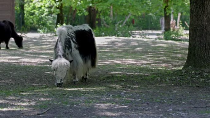 德国公园里的国内牦牛，Bos mutus grunniens