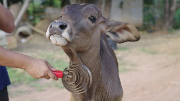 一名亚洲饲养员在乡村农场为他心爱的牛使用不锈钢抓挠棒，小企业主，婆罗门积极放松活动，按摩奶牛，哺乳动